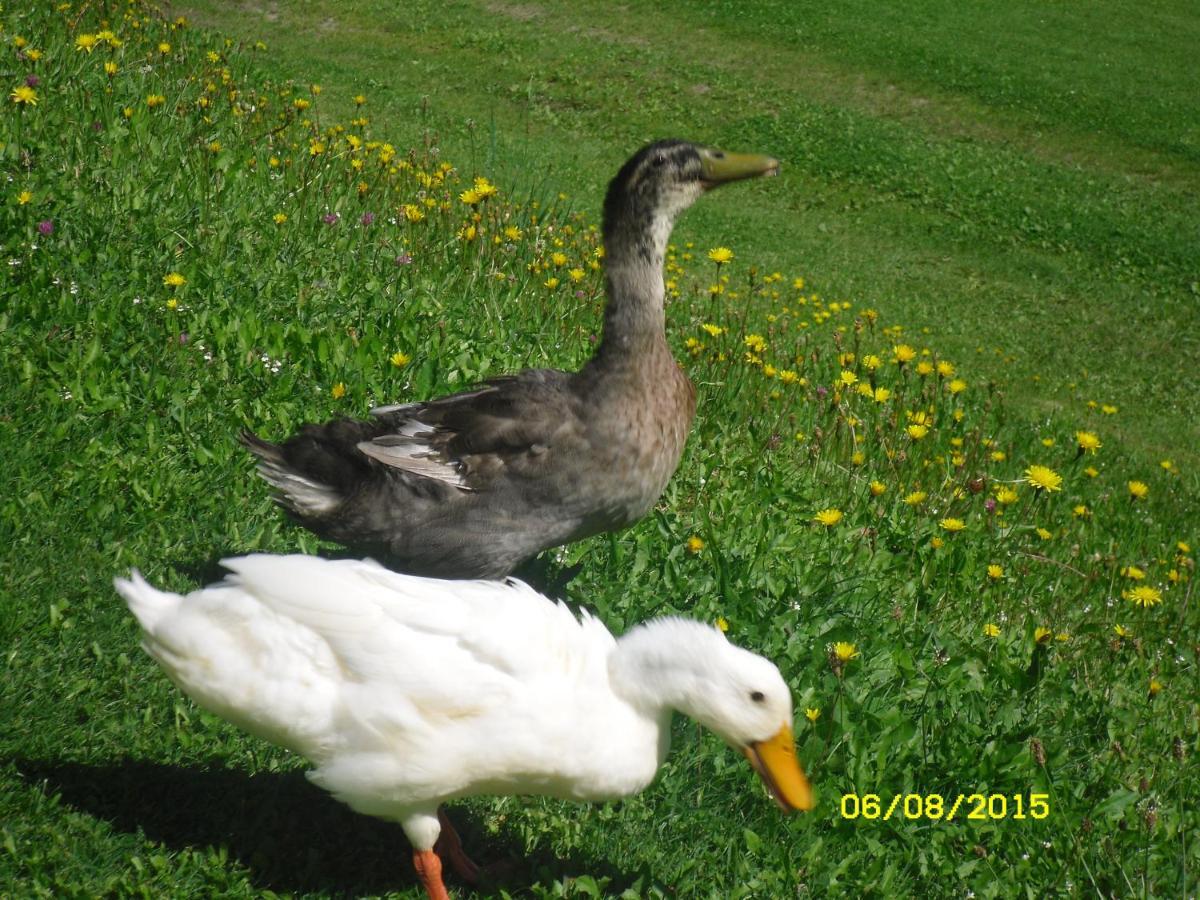 Vorderwiesgut Altenmarkt im Pongau Luaran gambar